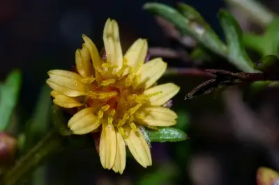Chrysanthellum indicum var. afroamericanum B.L.Turner
