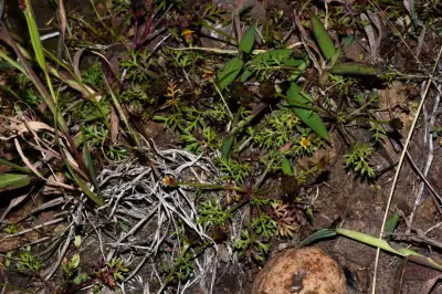 Chrysanthellum indicum var. afroamericanum B.L.Turner