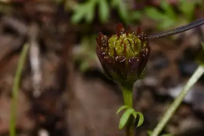 Chrysanthellum indicum var. afroamericanum B.L.Turner
