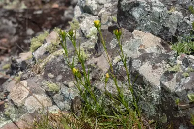 Hypericum piriai Arechav.