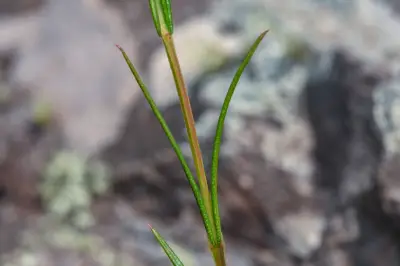 Hypericum piriai Arechav.