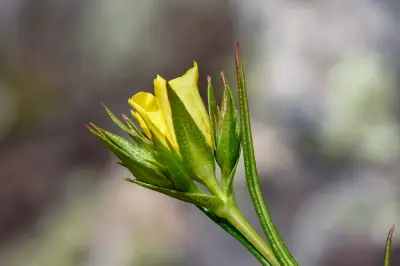 Hypericum piriai Arechav.
