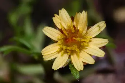 Chrysanthellum indicum var. afroamericanum B.L.Turner