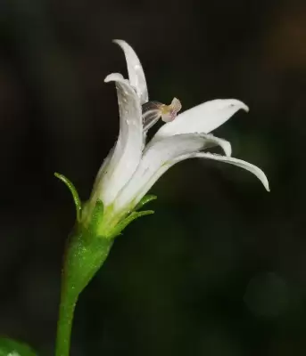 Lobelia hederacea Cham.
