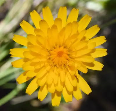 Hypochaeris variegata (Lam.) Baker