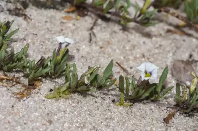 Sclerophylax lorentzianus O.Hoffm.