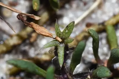 Sclerophylax lorentzianus O.Hoffm.
