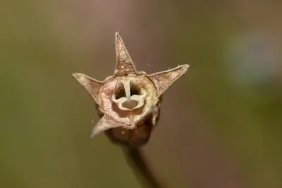 Wahlenbergia marginata (Thunb.) A.DC.