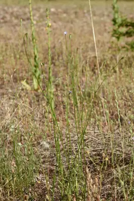 Wahlenbergia marginata (Thunb.) A.DC.