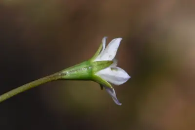 Wahlenbergia marginata (Thunb.) A.DC.