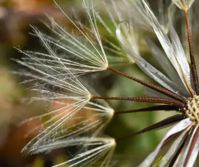 Hypochaeris petiolaris (Hook. & Arn.) Griseb.