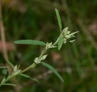 Sida spinosa L.