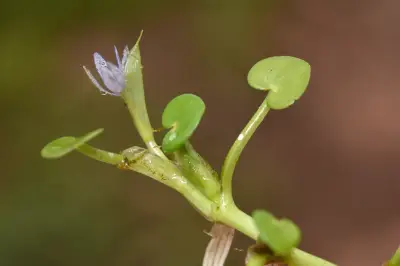Heteranthera pumila M.Pell. & C.N.Horn