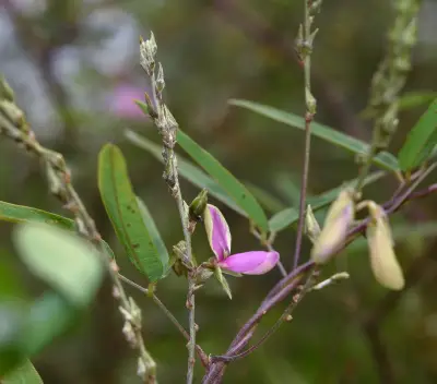 Galactia striata (Jacq.) Urb.