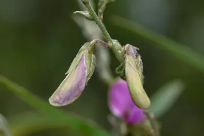 Galactia striata (Jacq.) Urb.