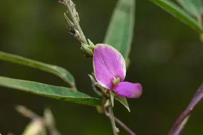 Galactia striata (Jacq.) Urb.