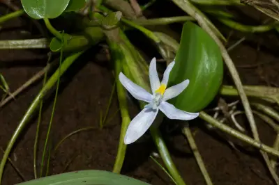 Heteranthera rotundifolia (Kunth) Griseb.