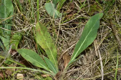 Hieracium commersonii Monnier