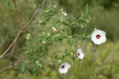 Pavonia hastata Cav.