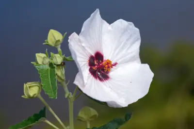 Pavonia hastata Cav.