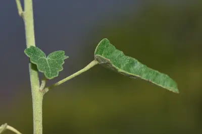 Pavonia hastata Cav.