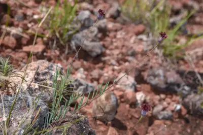 Porophyllum linifolium (Ard.) DC.