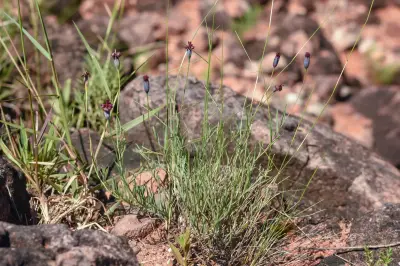Porophyllum linifolium (Ard.) DC.