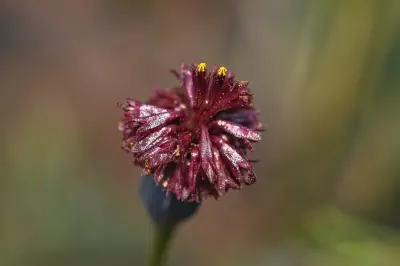 Porophyllum linifolium (Ard.) DC.