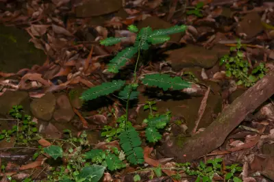 Phyllanthus niruri subsp. lathyroides (Kunth) G.L.Webster