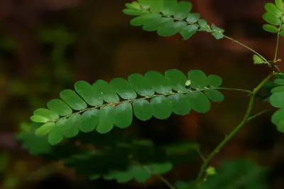 Phyllanthus niruri subsp. lathyroides (Kunth) G.L.Webster