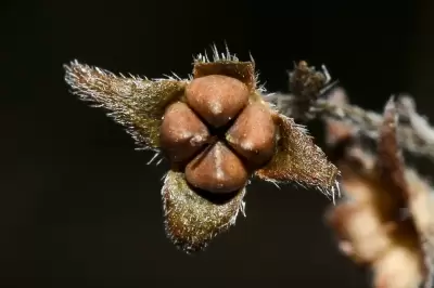 Antiphytum berroi (Arechav.) N.Mend. & Flores Olv.