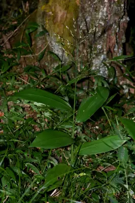 Pharus lappulaceus Aubl.