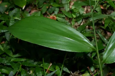 Pharus lappulaceus Aubl.