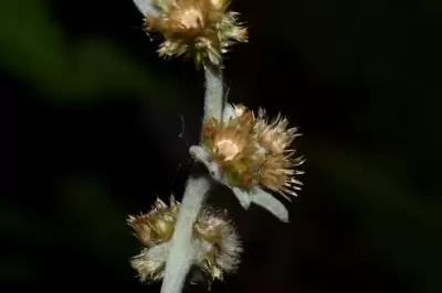 Gamochaeta erecta Deble