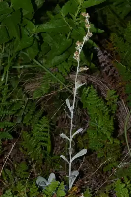 Gamochaeta erecta Deble