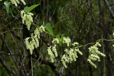 Dioscorea sinuata Vell.