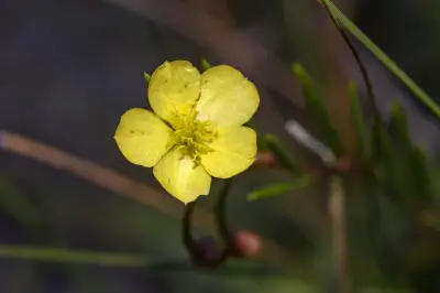 Talinum polygaloides Gillies ex Arn.