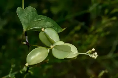 Dioscorea sinuata Vell.