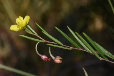 Talinum polygaloides Gillies ex Arn.