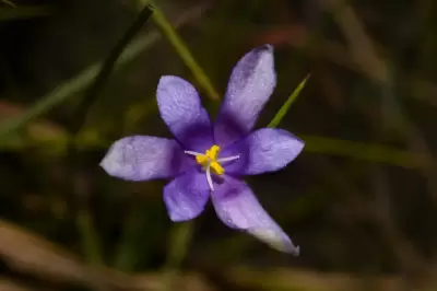 Calydorea approximata R.C.Foster