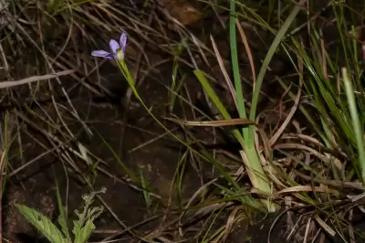 Calydorea approximata R.C.Foster