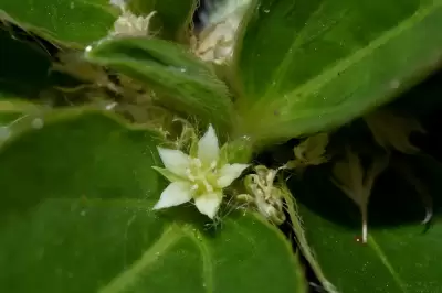 Argythamnia sellowiana (Pax & K.Hoffm.) J.W.Ingram