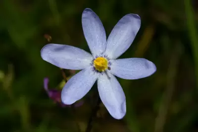 Calydorea charruana Deble