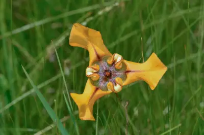 Cypella herbertii subsp. herbertii