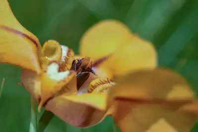 Cypella herbertii subsp. herbertii
