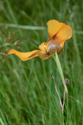 Cypella herbertii subsp. herbertii