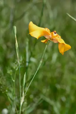 Cypella herbertii subsp. herbertii