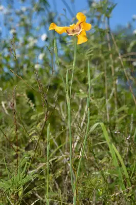 Cypella herbertii subsp. herbertii