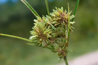 Cyperus eragrostis Lam.