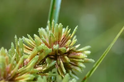 Cyperus eragrostis Lam.